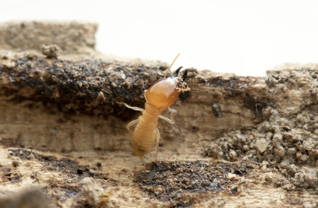 Why Termite Control Can Be Harder Than Getting Rid Of Other Pests